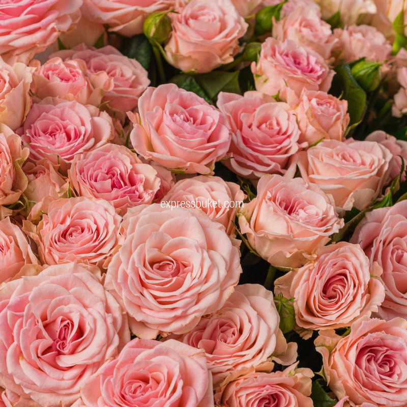 25 кустовых роз